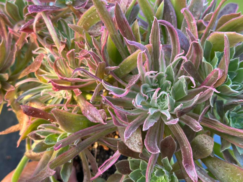 Thumbnail: AEONIUM-UNIQUE 8-LIGHT VARIEGATED
