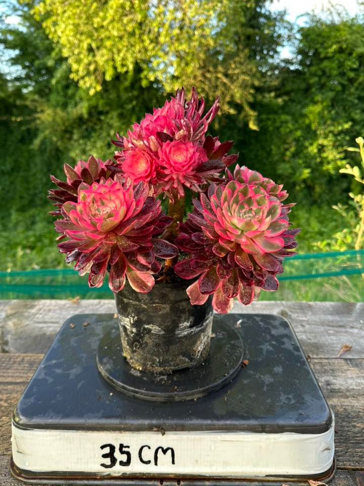 Thumbnail: AEONIUM-UNIQUE 9-WILD ROSE VARIEGATED