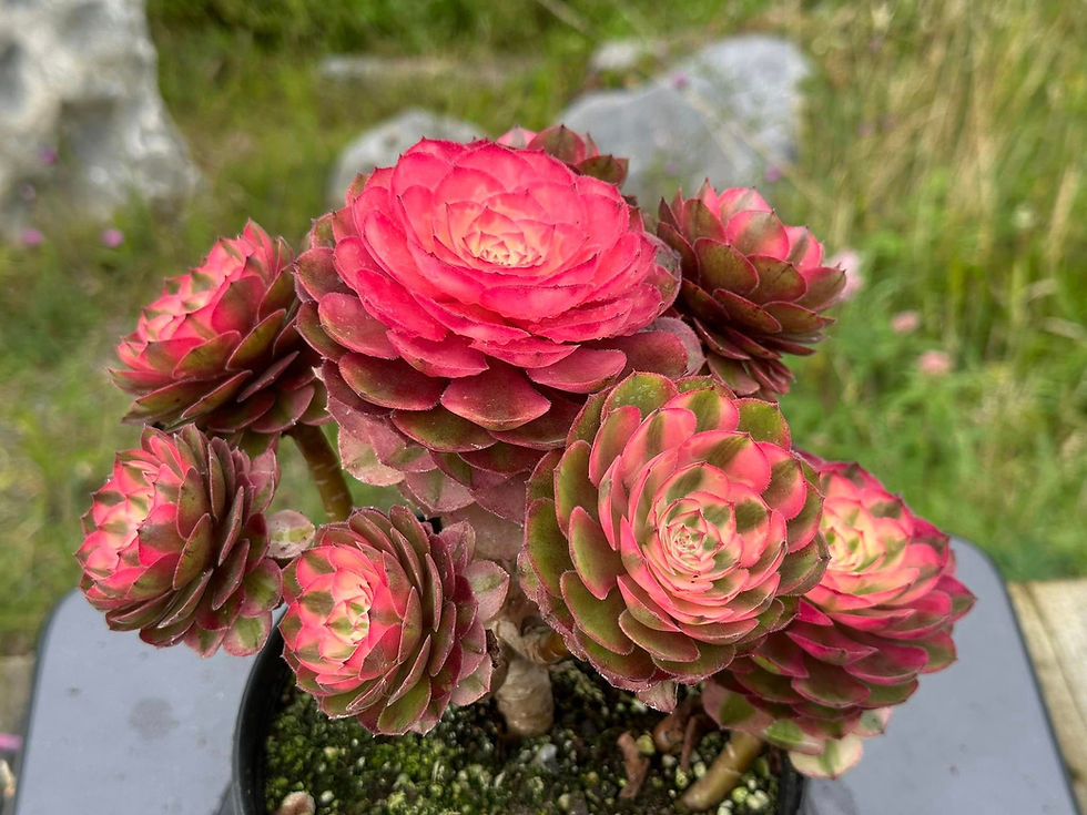 Thumbnail: AEONIUM-UNIQUE 8-LITCHI VARIEGATED (QINGCHENG MUTATIONS)