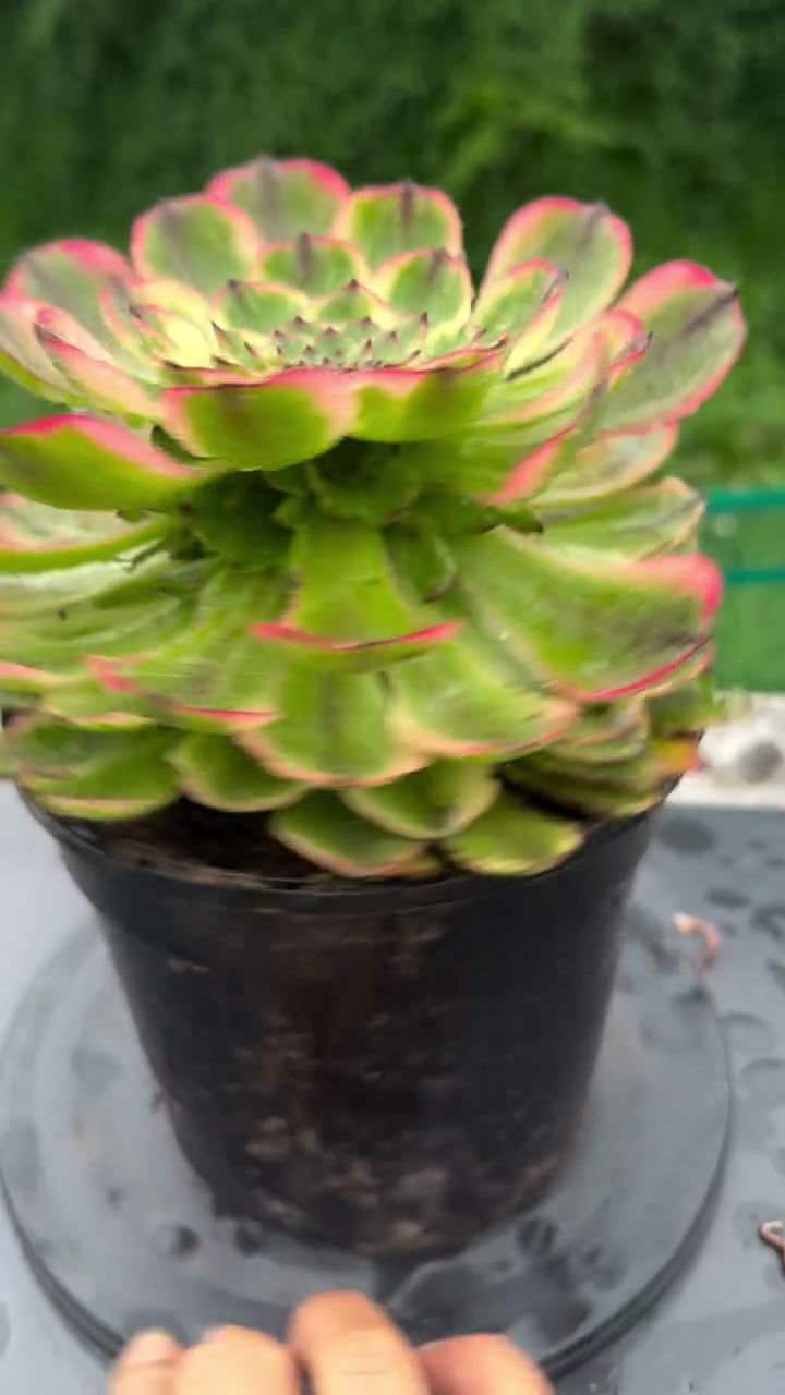 Thumbnail: AEONIUM-JADE RABBIT VARIEGATED-S
