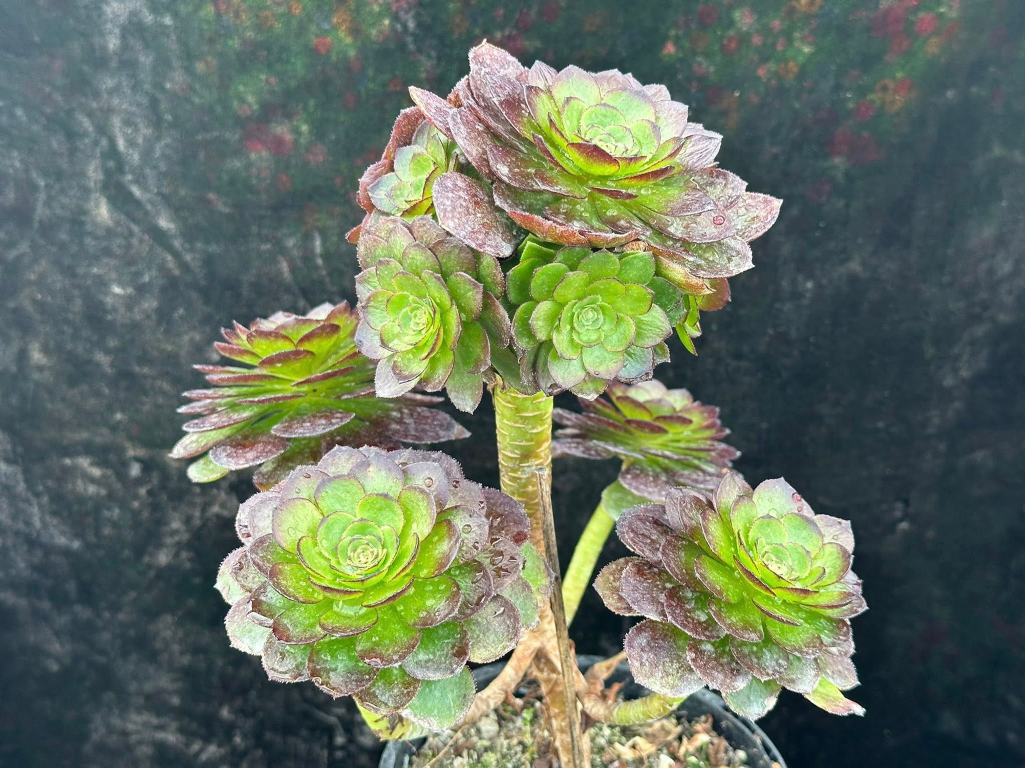 8 ON SALE-AEONIUM-UNIQUE 17-BLACK HALLOWEEN VARIEGATED