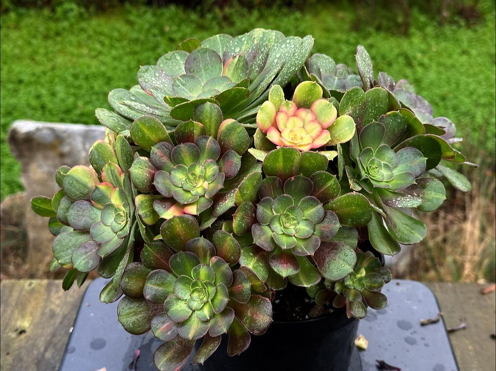 Thumbnail: AEONIUM-UNIQUE 10-BLUSHING BEAUTY RAINBOW VARIEGATED
