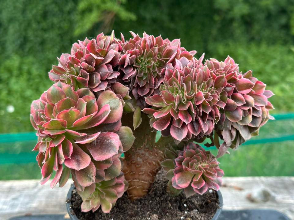 Thumbnail: AEONIUM-UNIQUE 23-ATHENA VARIEGATED CRESTED