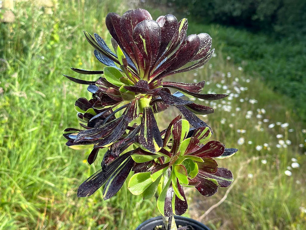 Thumbnail: AEONIUM-UNIQUE 5-ZWARTKOP BIGBANG VARIEGATED