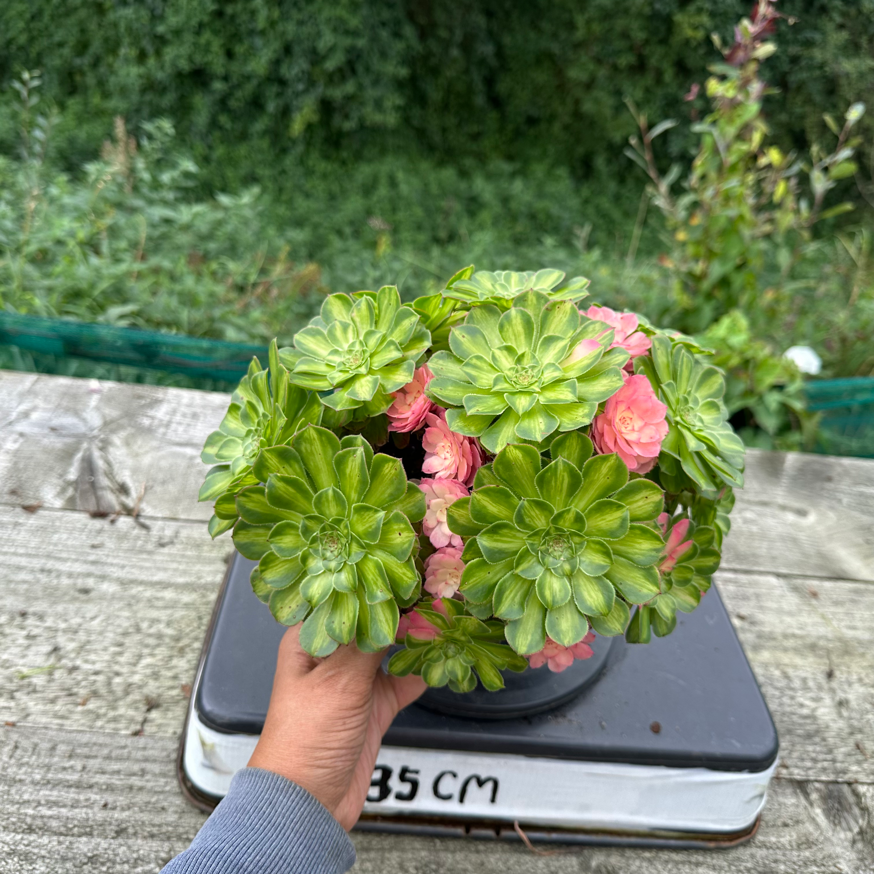 AEONIUM-UNIQUE 45-ZHIFOU VARIEGATED