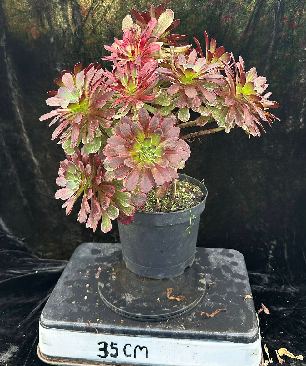 Thumbnail: AEONIUM-UNIQUE 4-RED RABBIT VARIEGATED