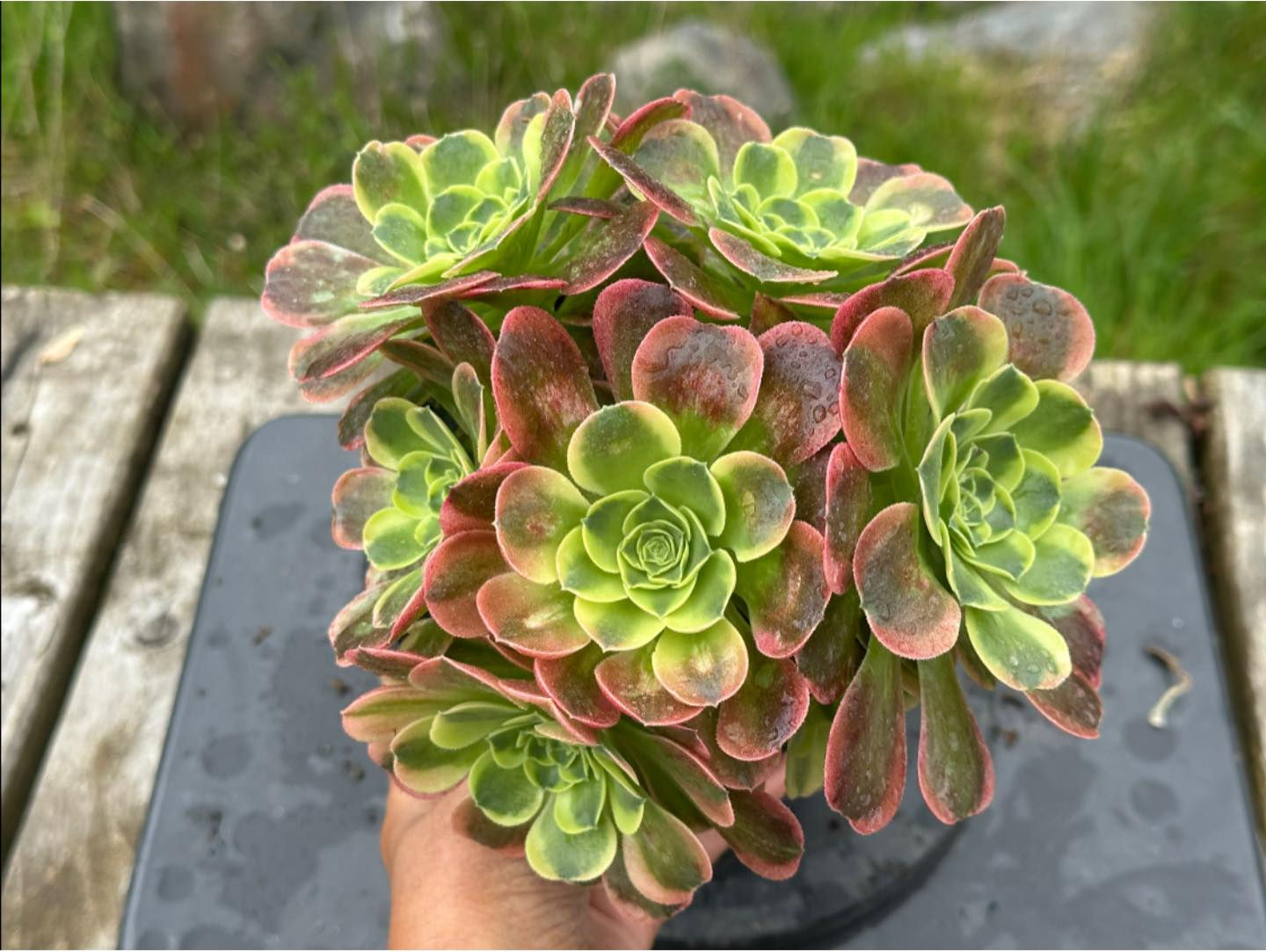 12 ON SALE-AEONIUM-UNIQUE 9-TESLA VARIEGATED