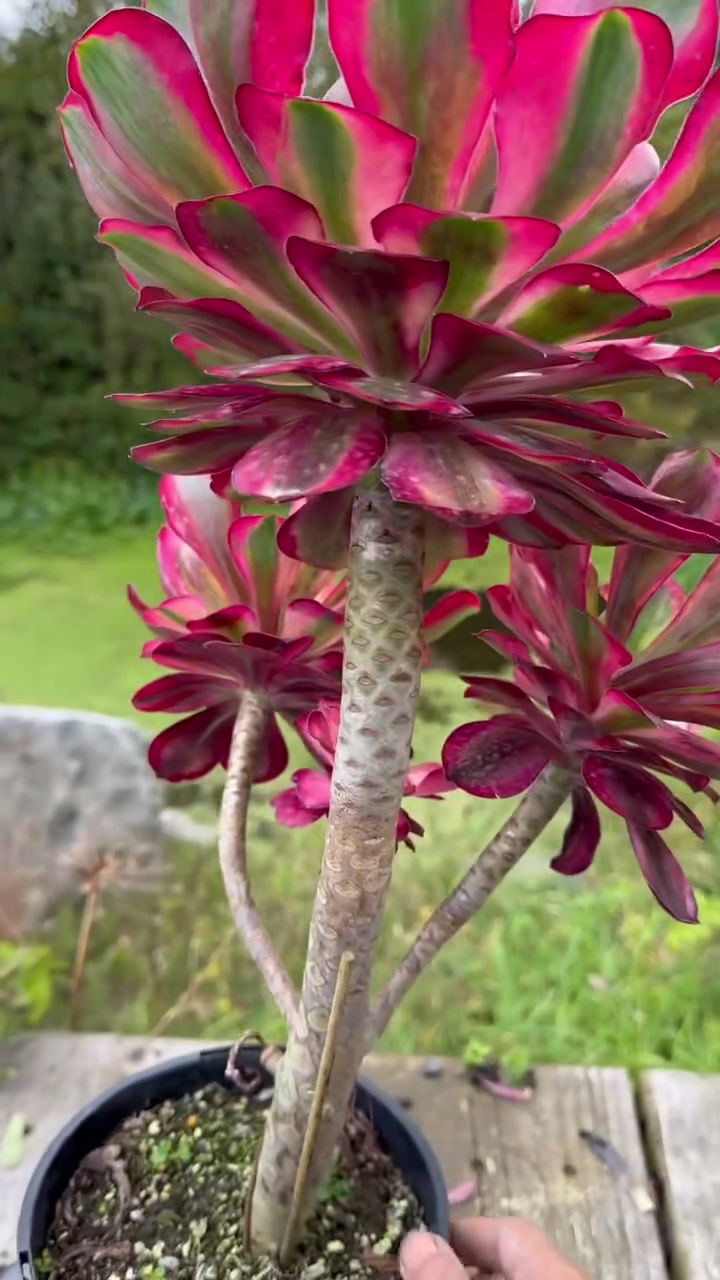 Thumbnail: ON SALE-AEONIUM-UNIQUE 18-VOODOO WHITE VARIEGATED