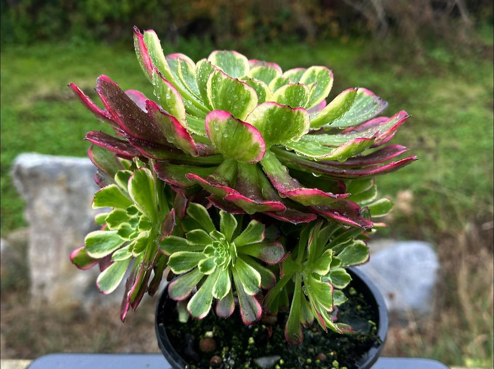 Thumbnail: AEONIUM-UNIQUE 4-BLOODY WAVE VARIEGATED