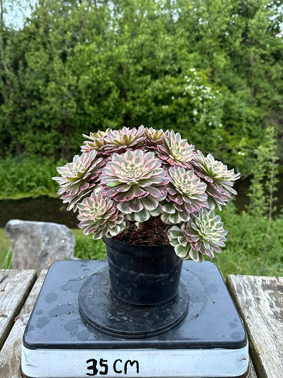Thumbnail: AEONIUM-UNIQUE 9-PINK PEONY VARIEGATED
