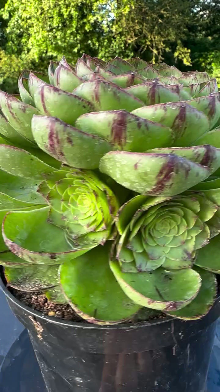Thumbnail: AEONIUM-UNIQUE 4-JURASSIC VARIEGATED