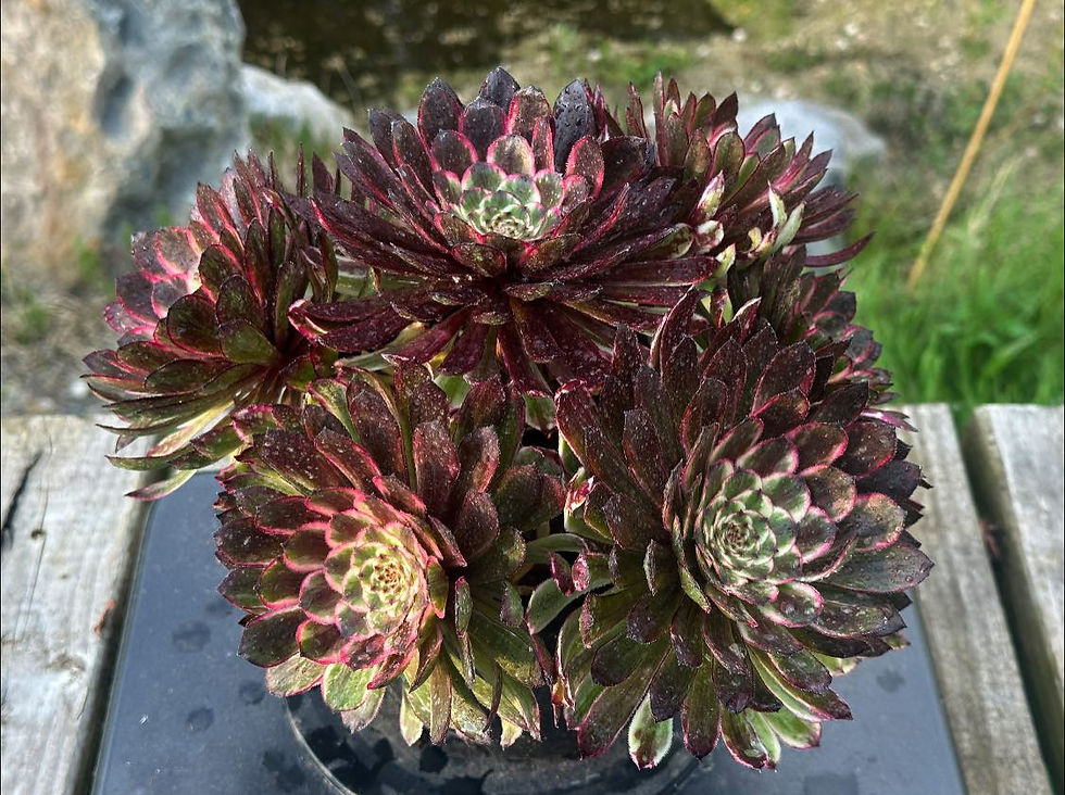 Thumbnail: AEONIUM-UNIQUE 14-DANQING VARIEGATED