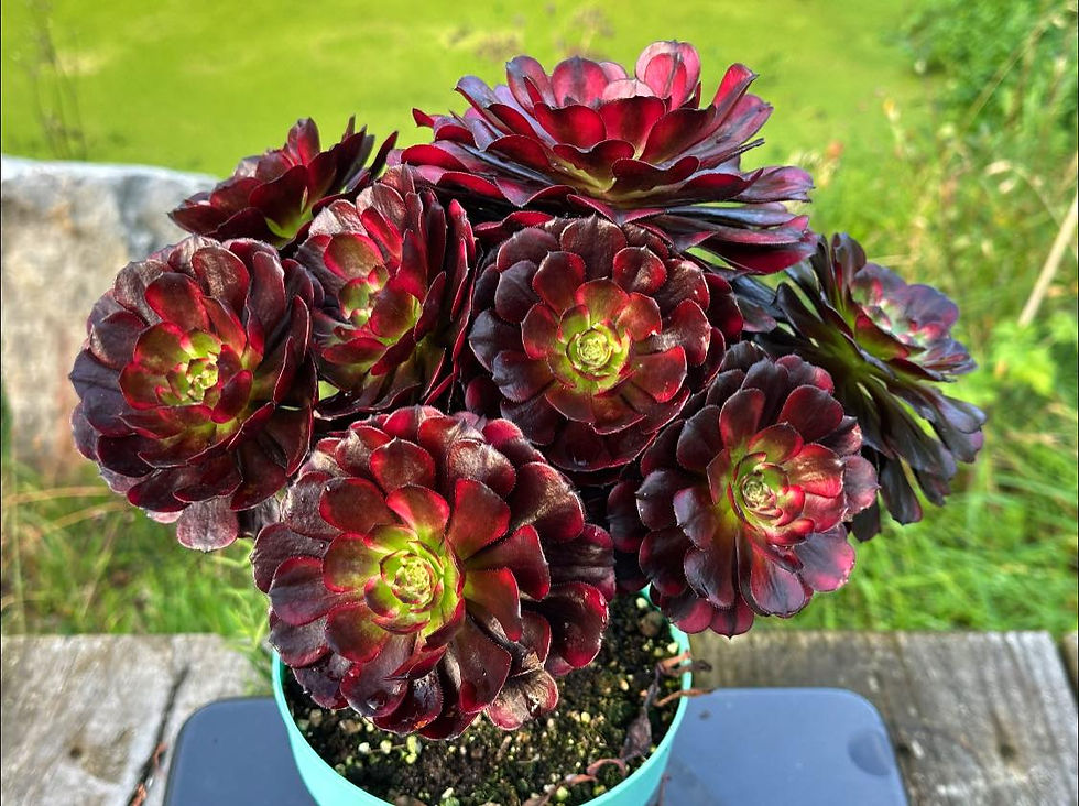 Thumbnail: AEONIUM-UNIQUE 2-RED RABBIT VARIEGATED
