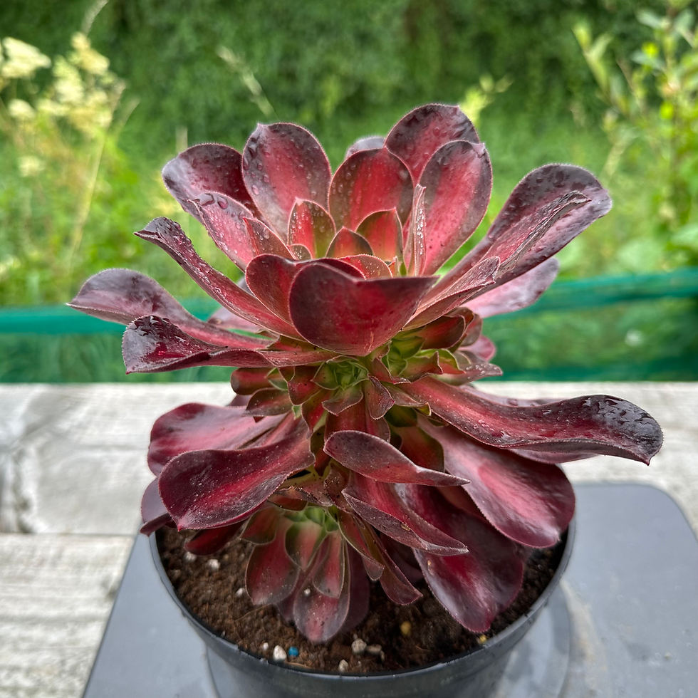 Thumbnail: AEONIUM-UNIQUE 3-QUEEN NINA VARIEGATED