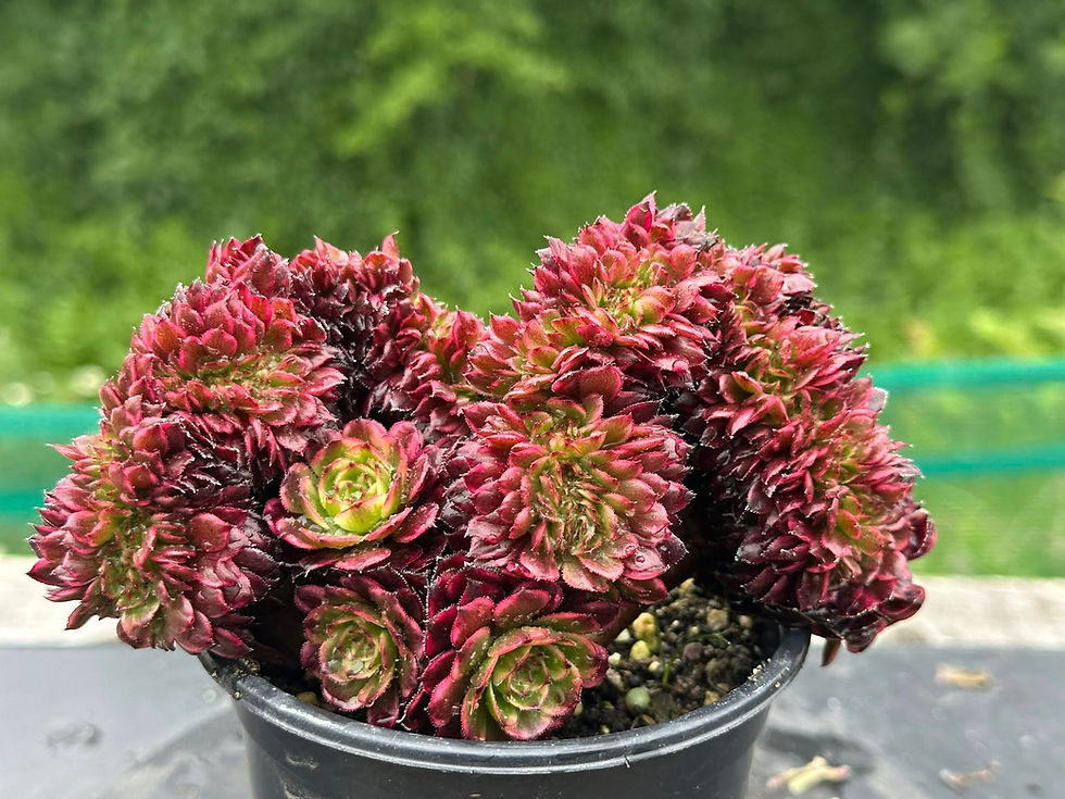 Thumbnail: 16 ON SALE-AEONIUM-UNIQUE 10-ZWARTKIN YELLOW VARIEGATED (ZHURONG) CRESTED