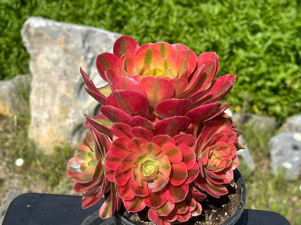 Thumbnail: AEONIUM-UNIQUE 28-VARNA VARIEGATED
