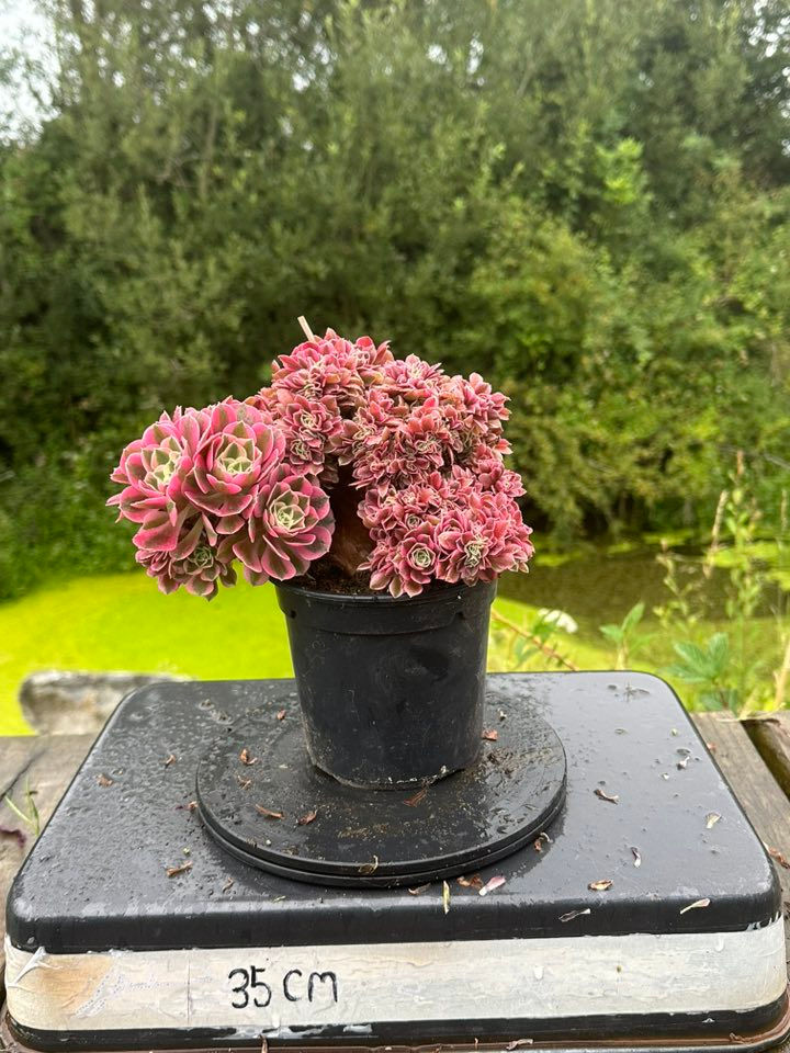 Thumbnail: AEONIUM-UNIQUE 78-PINK WITCH VARIEGATED CRESTED