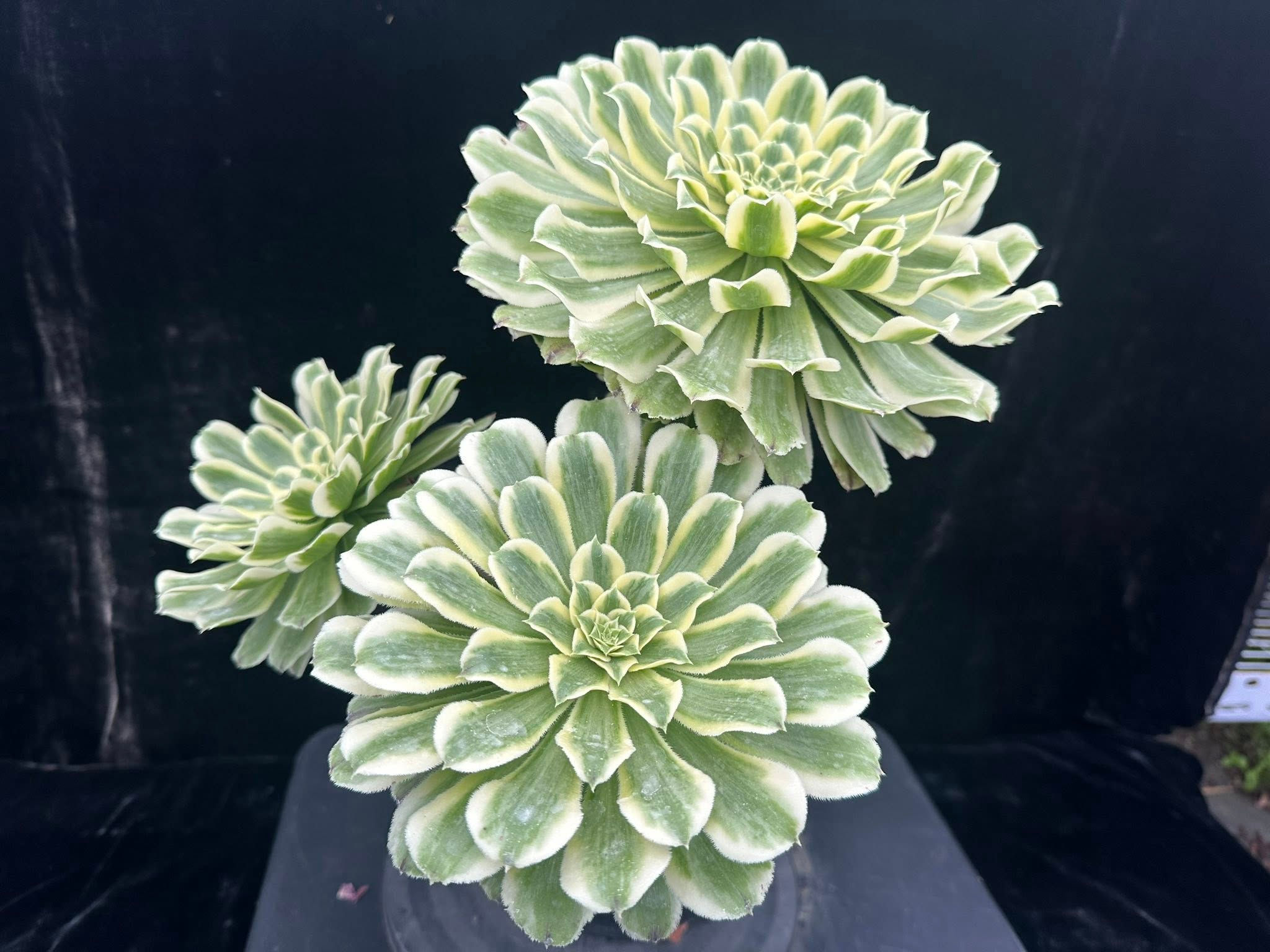 2 ON SALE-AEONIUM-UNIQUE 16-GREEN WAVE VARIEGATED