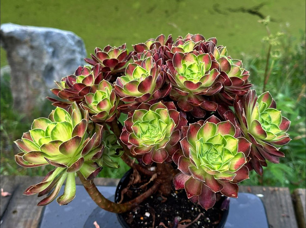 AEONIUM-UNIQUE 27-PINK WITCH YELLOW MIDDLE VARIEGATED