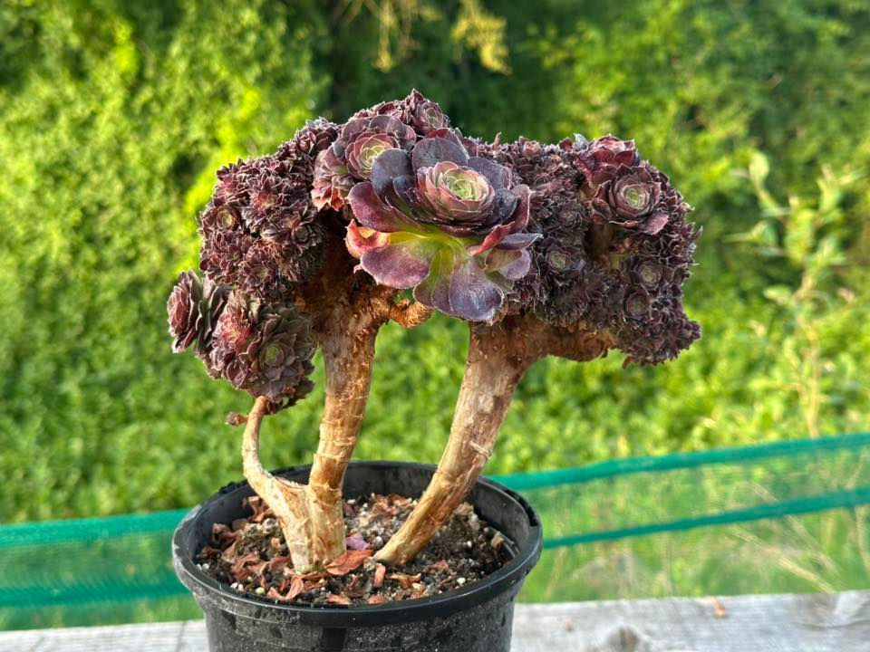 Thumbnail: AEONIUM-UNIQUE 14-HALLOWEEN MIDDLE VARIEGATED (MATCHA CAKE)