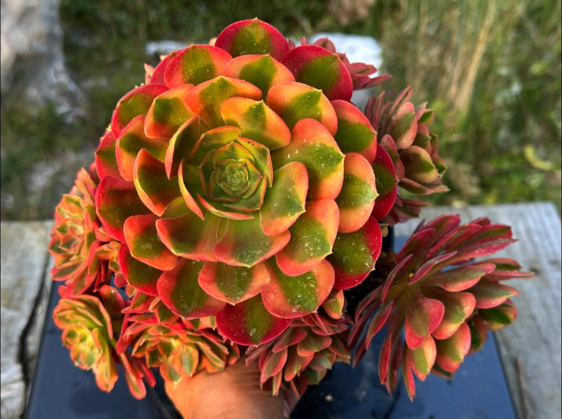 AEONIUM-UNIQUE 30-VARNA VARIEGATED