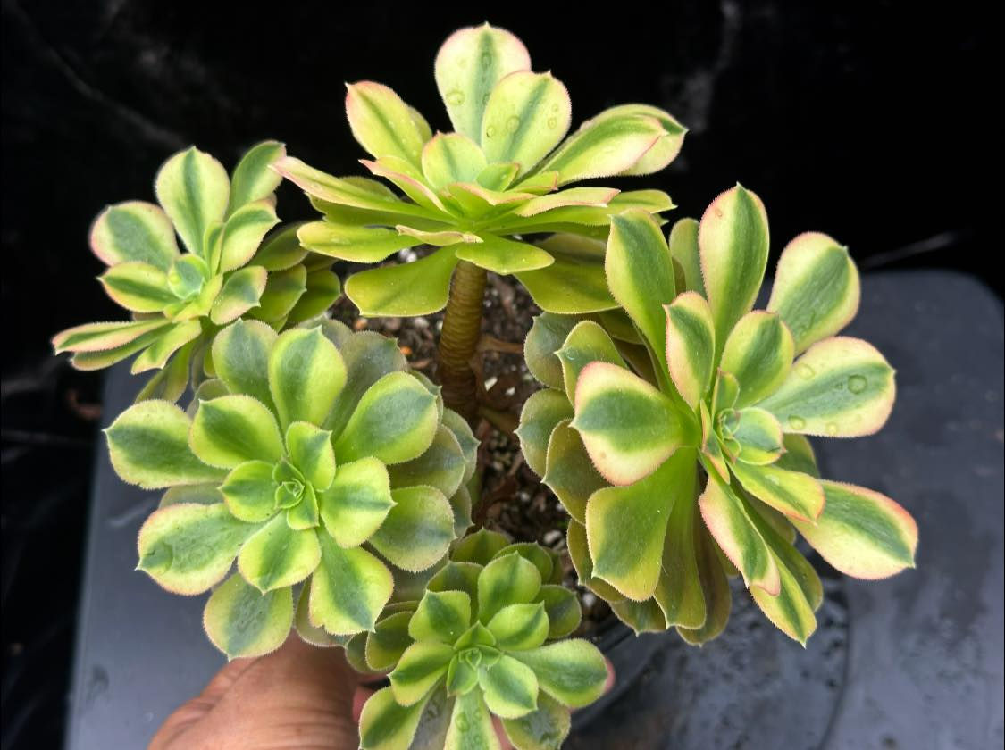 5 ON SALE-AEONIUM-UNIQUE 36-VARNA VARIEGATED