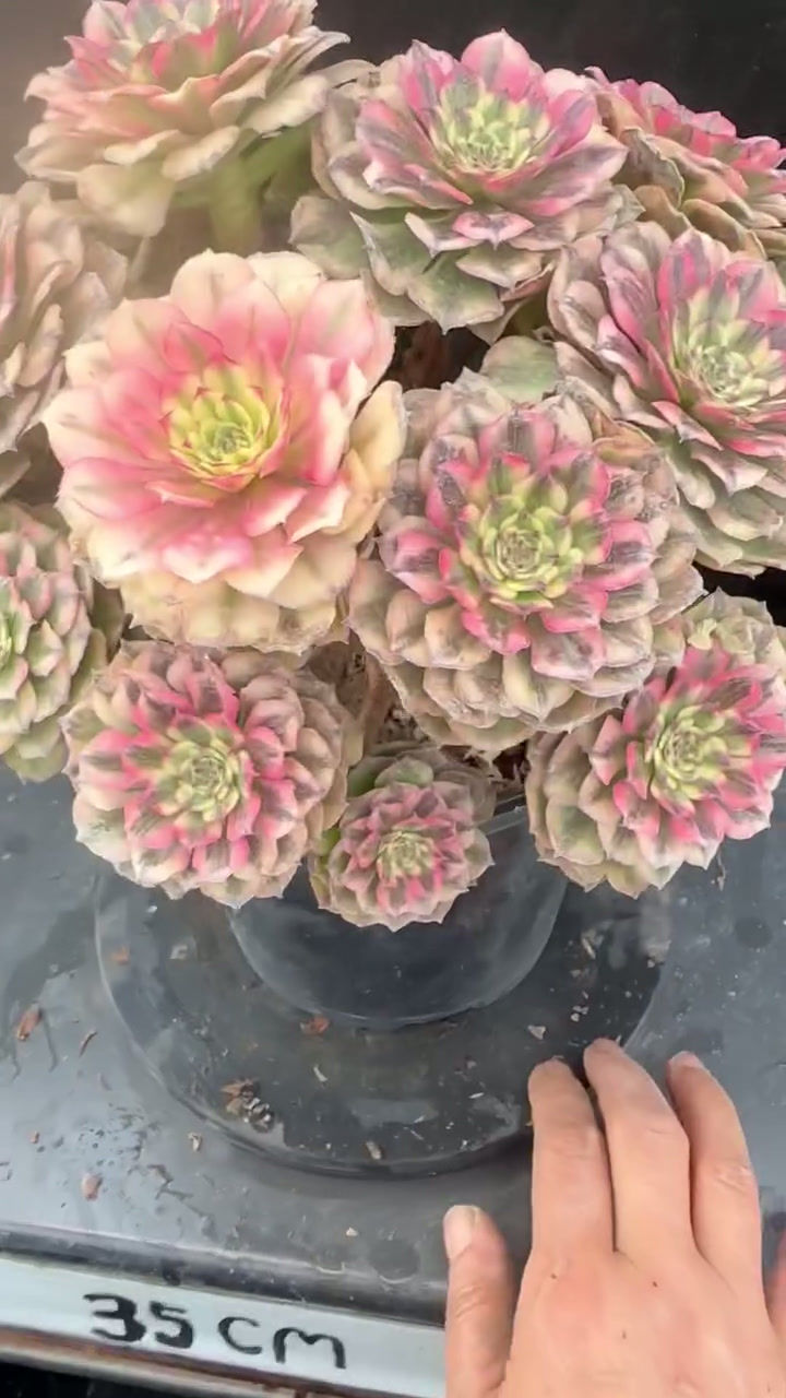 Thumbnail: AEONIUM-UNIQUE 4-PINK PEONY VARIEGATED