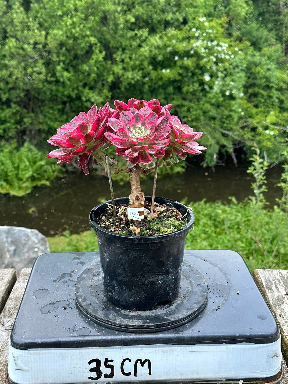 Thumbnail: 13 ON SALE-AEONIUM-UNIQUE 7-HONGYUN VARIEGATED