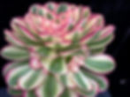 Thumbnail: AEONIUM-UNIQUE 2-WILD ROSE VARIEGATED