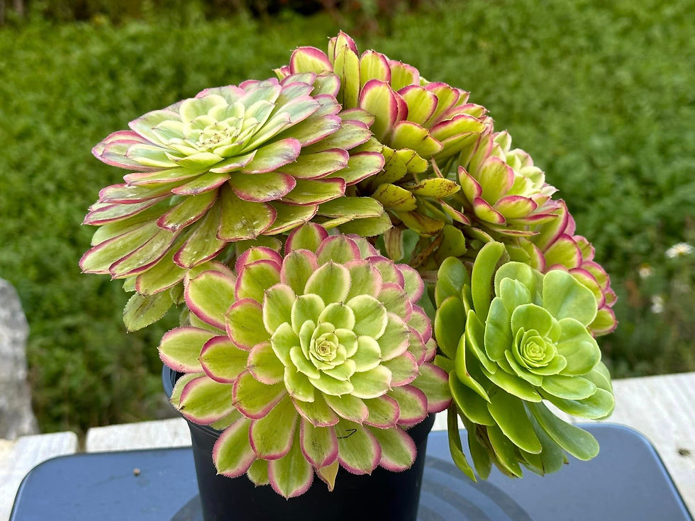Thumbnail: AEONIUM-UNIQUE 6-MOQI VARIEGATED