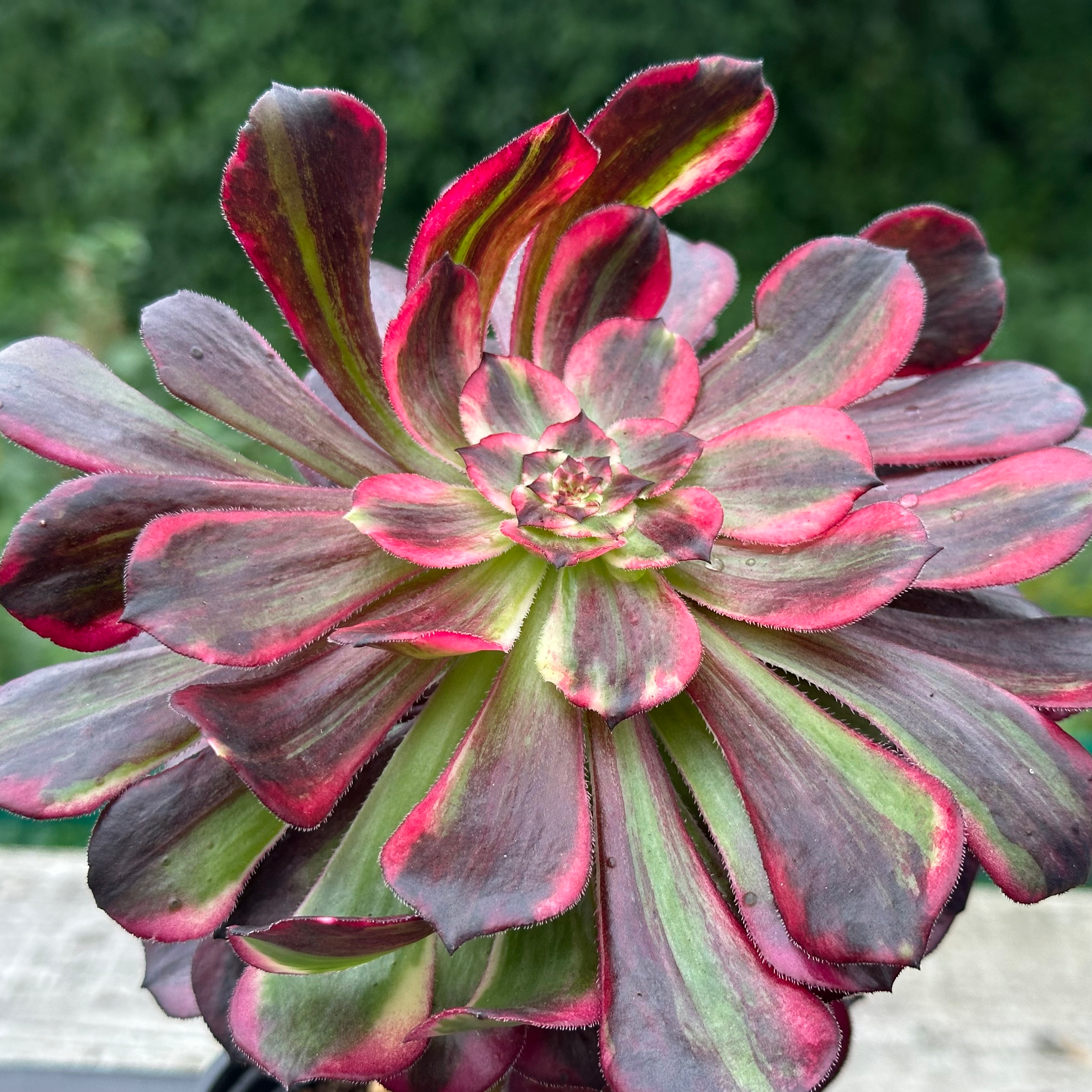 27 ON SALE-AEONIUM-UNIQUE 12-FLUSH VARIEGATED