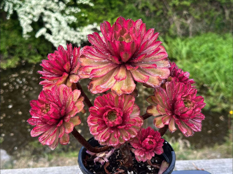 Thumbnail: AEONIMU-UNIQUE 20-PINK GLOW VARIEGATED