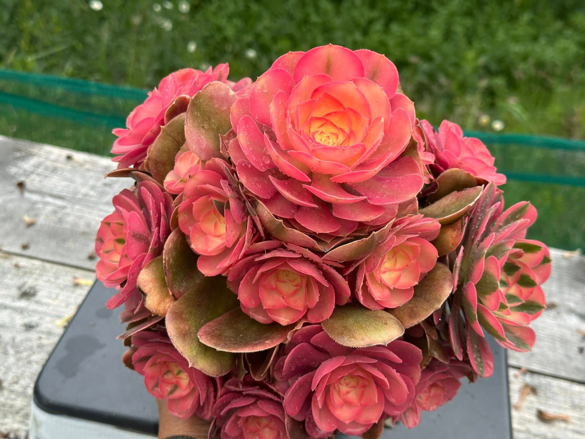 AEONIUM-UNIQUE 84-PRINCESS VARIEGATED