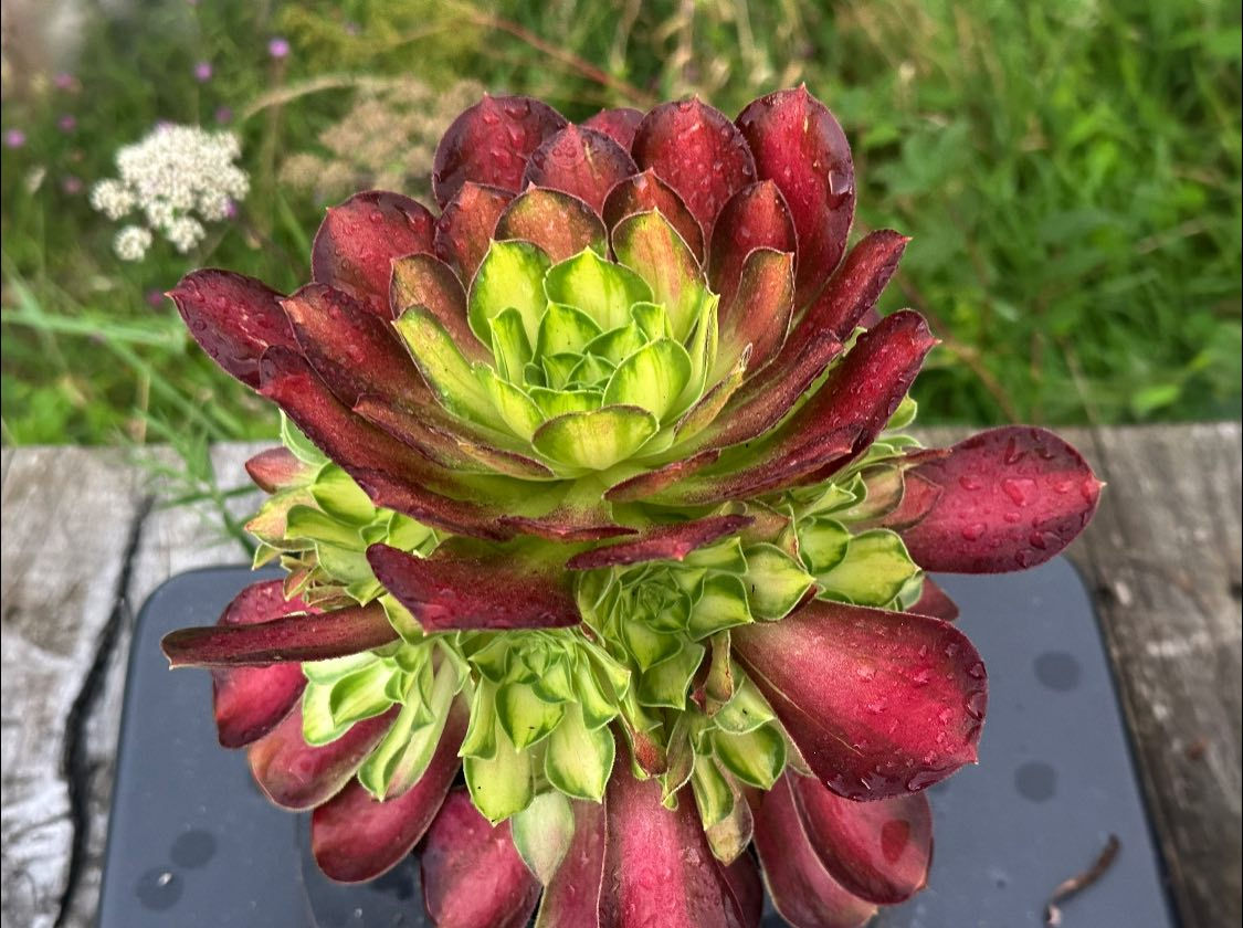 AEONIUM-PINK WITCH YELLOW MIDDLE VARIEGATED-S