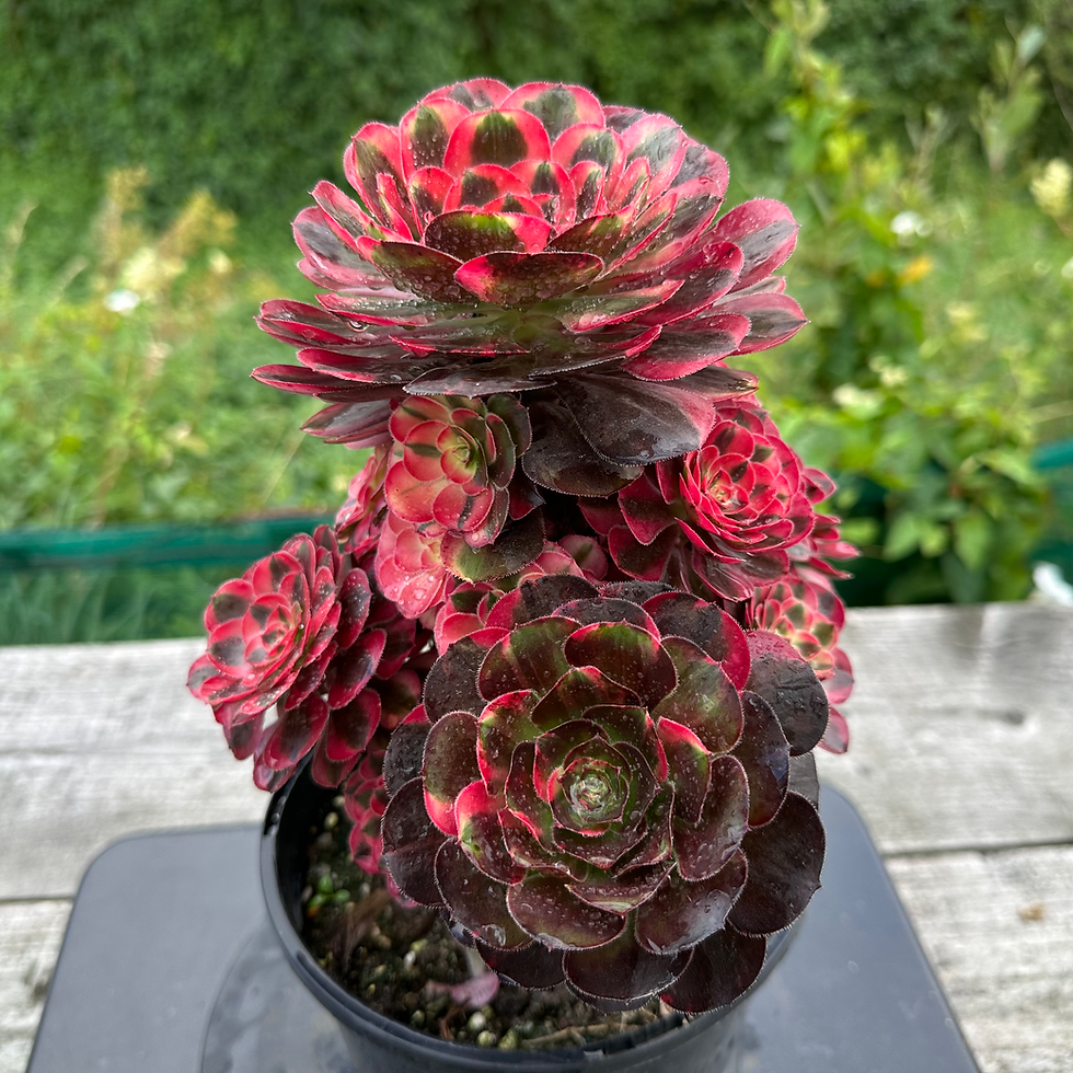 Thumbnail: AEONIUM-UNIQUE 15-PINK CHANEL VARIEGATED