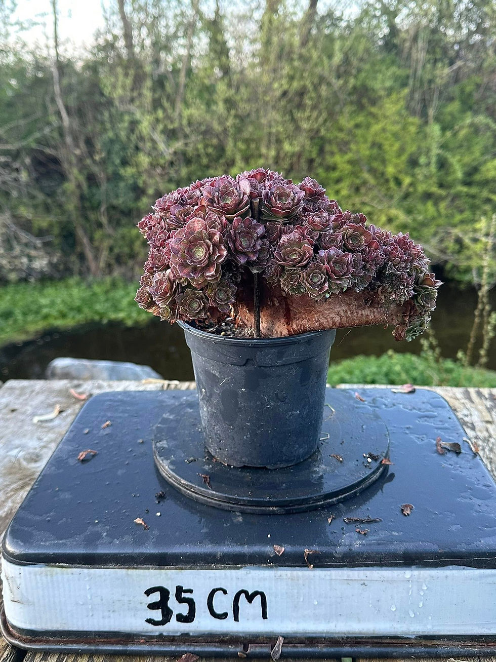 Thumbnail: AEONIUM-UNIQUE 11-HALLOWEEN MIDDLE VARIEGATED (MATCHA CAKE)