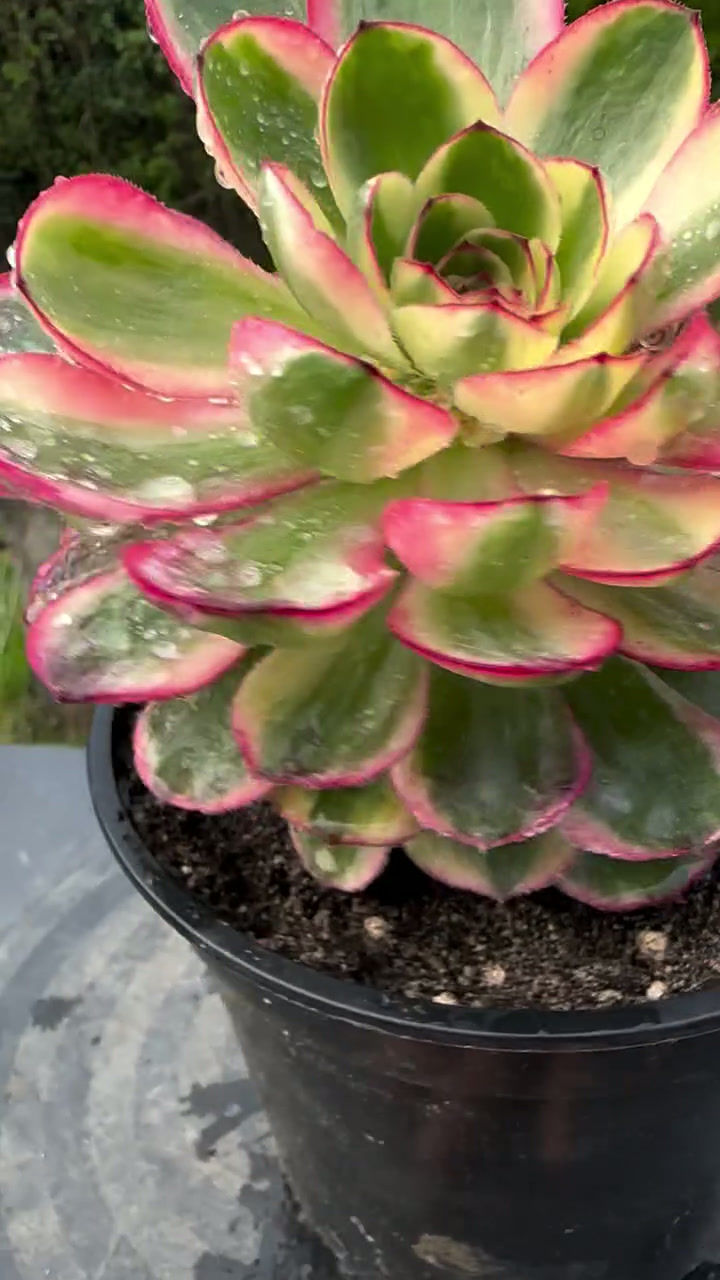 Thumbnail: AEONIUM-YUNHE VARIEGATED-S