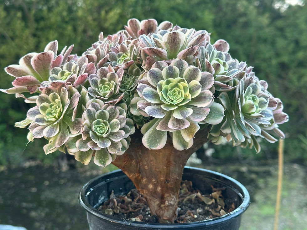 Thumbnail: AEONIUM-UNIQUE 23-GREEN MEDUSA VARIEGATED CRESTED