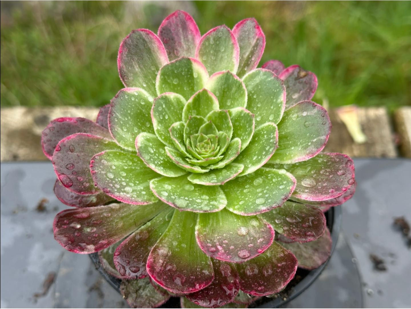 AEONIUM-KALEIDOSCOPE VARIEGATED-S