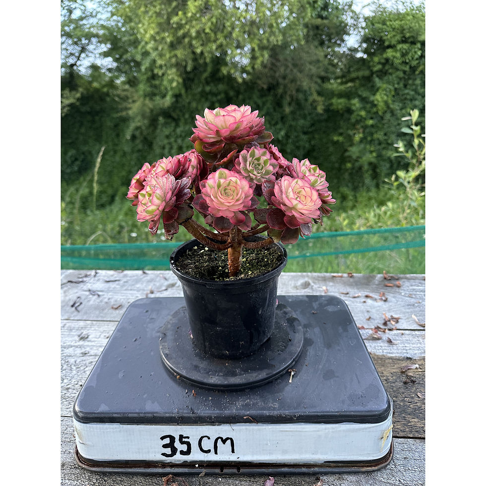 Thumbnail: AEONIUM-UNIQUE 23-LITCHI (QINGCHENG MUTATIONS) VARIEGATED