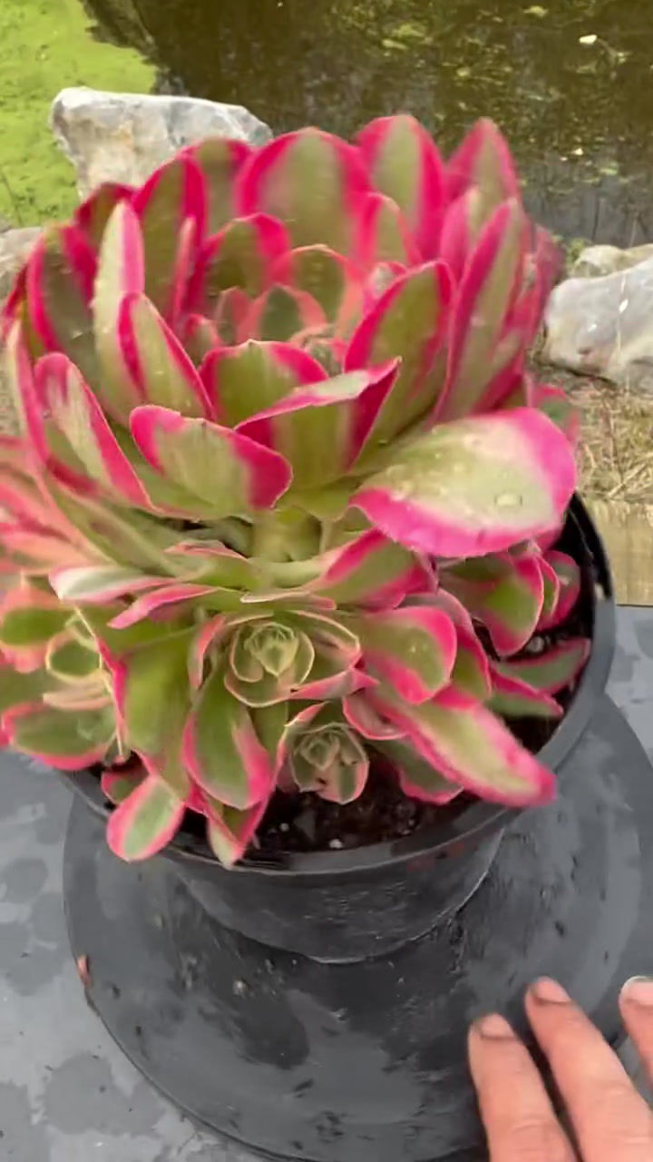 Thumbnail: UNIQUE 2-PINK LADY VARIEGATED