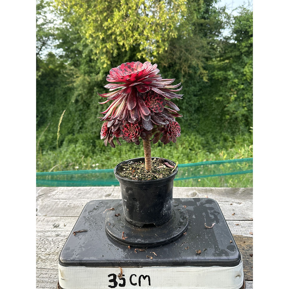 Thumbnail: AEONIUM-UNIQUE 7-PURPLE VELVET VARIEGATED