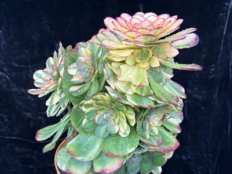 Thumbnail: AEONIUM-UNIQUE 10-HALLOWEEN RAINBOW VARIEGATED