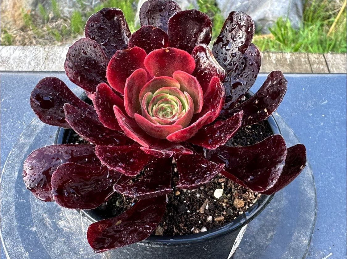 AEONIUM-CUPID VARIEGATED-B