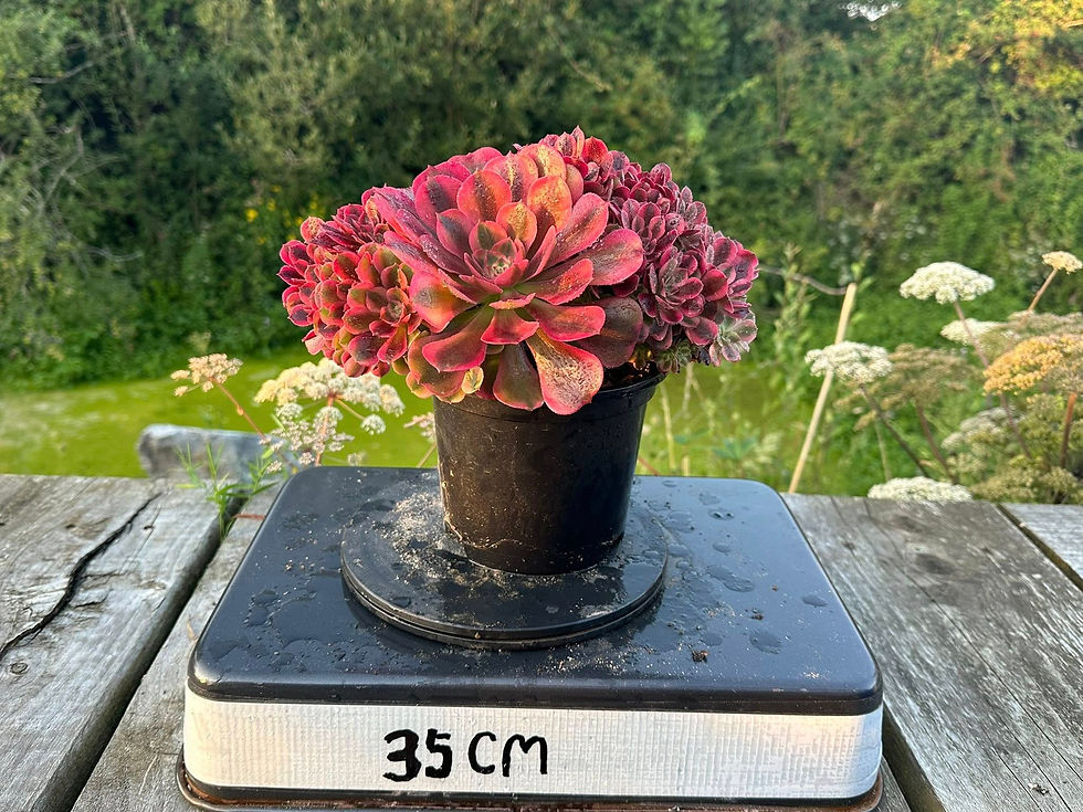 Thumbnail: AEONIUM-UNIQUE 51-LOKI VARIEGATED