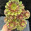 Thumbnail: AEONIUM-UNIQUE 22-CHARM VARIEGATED