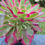 Thumbnail: AEONIUM-NIGHT RAKSHASA VARIEGATED-S