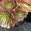 Thumbnail: 4 ON SALE-AEONIUM-UNIQUE 13-NIGHT BANQUET VARIEGATED