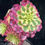 Thumbnail: 1 ON SALE-AEONIUM-UNIQUE 11-BLUEBIRD VARIEGATED
