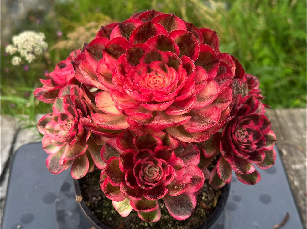 Thumbnail: AEONIUM-UNIQUE 1-SEA GOD VARIEGATED